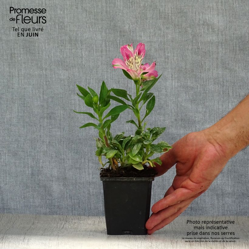 Esimerkki kesällä toimitetusta Inkalilja Pitchounes Rosie Taimiruukku 8/9 cm-taimesta