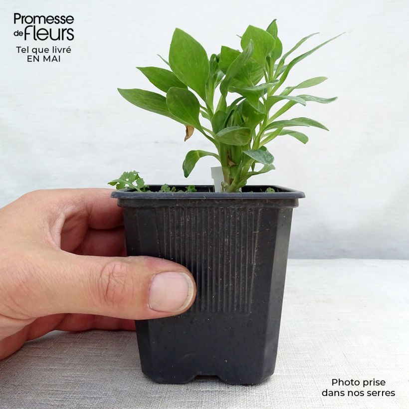 Example of Inkalilja Pitchounes Rosie Godet de 8/9 cm as you get in printemps