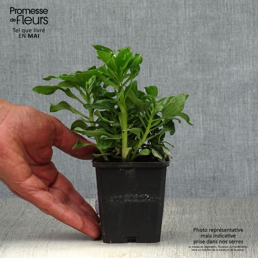 Example of Inkalilja Pitchounes Stella Godet de 8/9 cm as you get in printemps