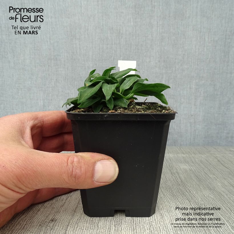 Example of Inkalilja Pitchounes Timoté Godet de 8/9 cm as you get in printemps