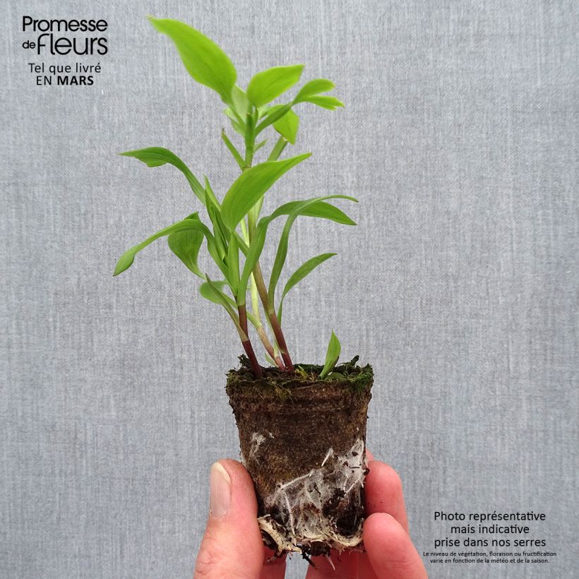 Example of Inkalilja Summer Paradise Summer Pepper Motte 4 cm x 4,5 cm as you get in printemps