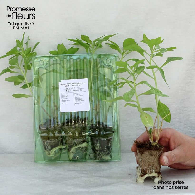 Esimerkki keväällä toimitetusta Inkalilja Garden Summer Saint Motte 4 cm x 4,5 cm-taimesta