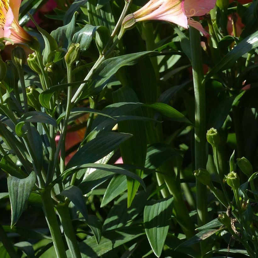 Inkalilja Garden Summer Sky (Foliage)