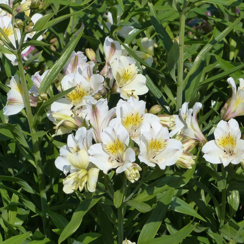 Inkalilja Garden Summer Sky (Flowering)