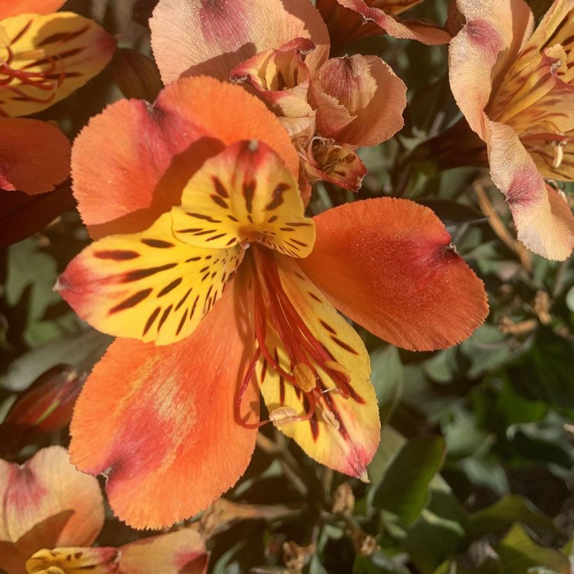 Inkalilja Indian Summer (Flowering)