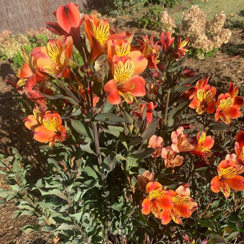 Inkalilja Indian Summer (Plant habit)