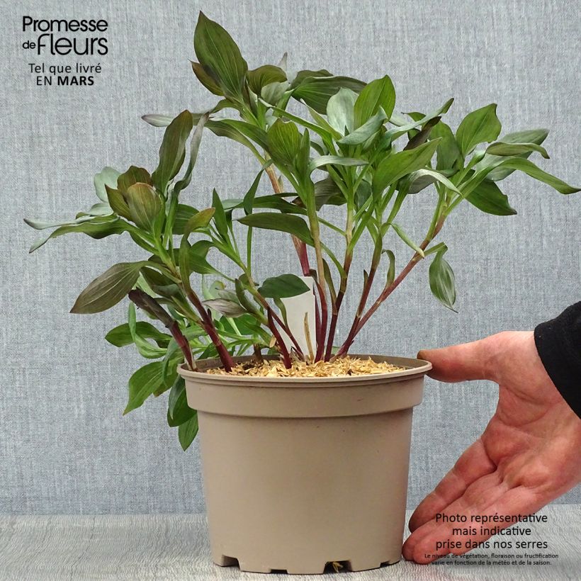 Example of Inkalilja Indian Summer Pot de 2L/3L as you get in printemps