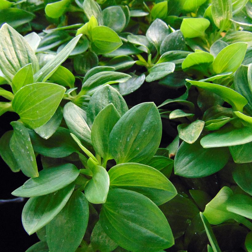 Inkalilja Inticancha Cabana (Foliage)