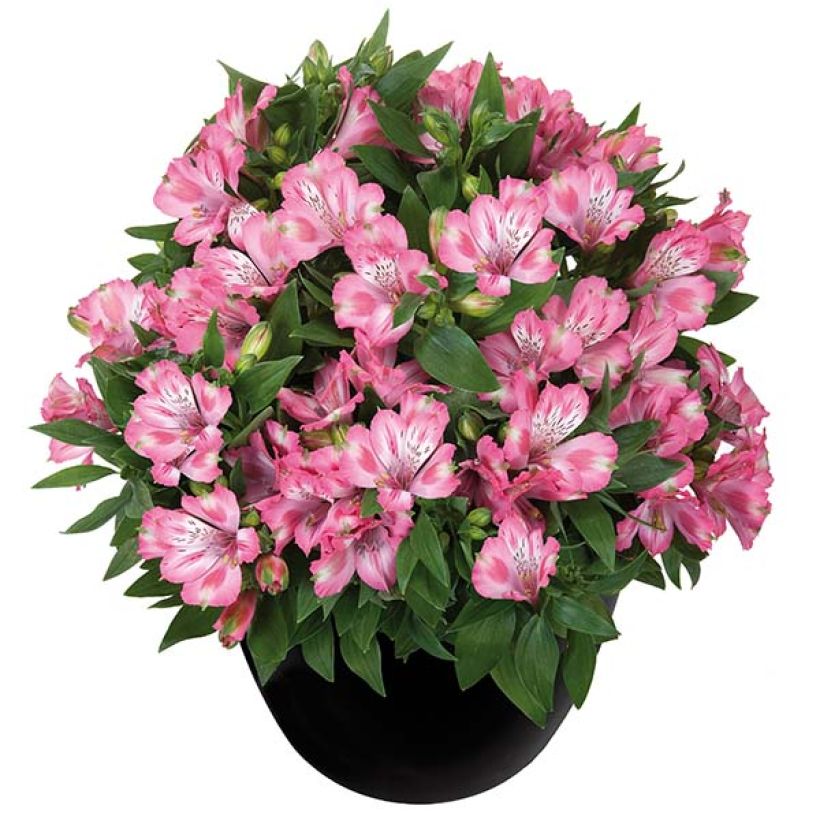 Inkalilja Inticancha Imala (Plant habit)