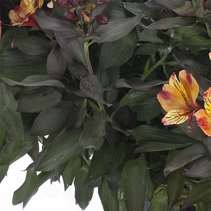 Inkalilja Indian Summer (Foliage)