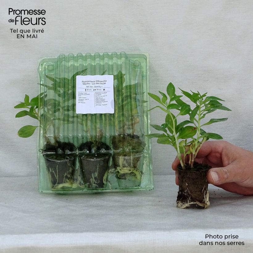 Example of Inkalilja Inticancha Machu Motte 4 cm x 4,5 cm as you get in printemps
