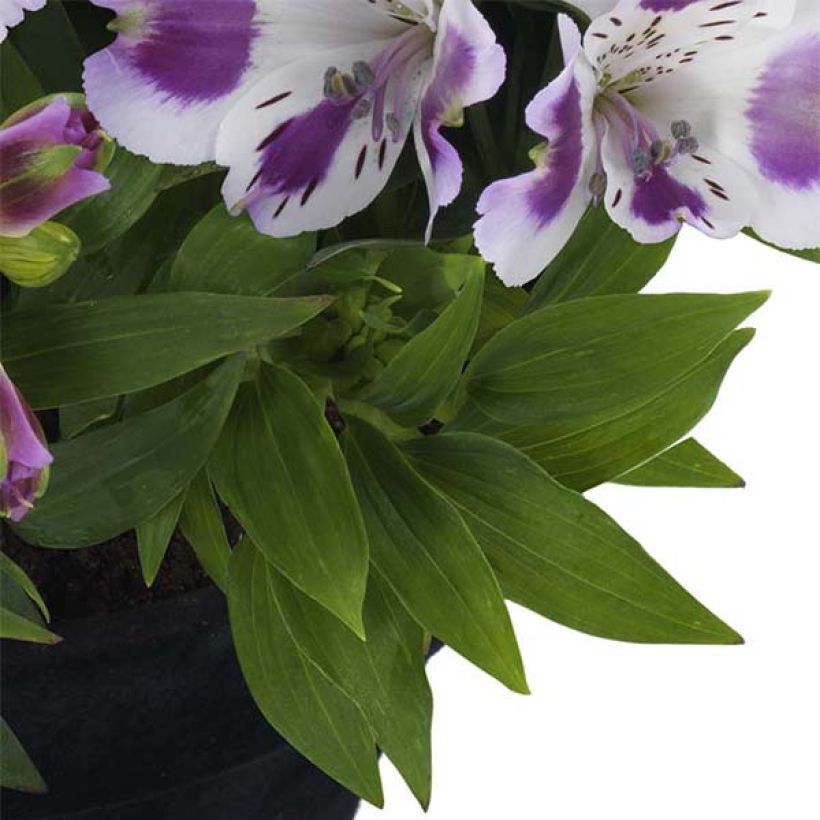Inkalilja Inticancha Passion (Foliage)