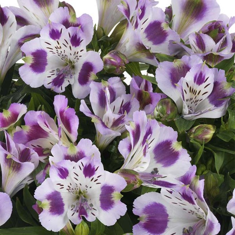 Inkalilja Inticancha Passion (Flowering)