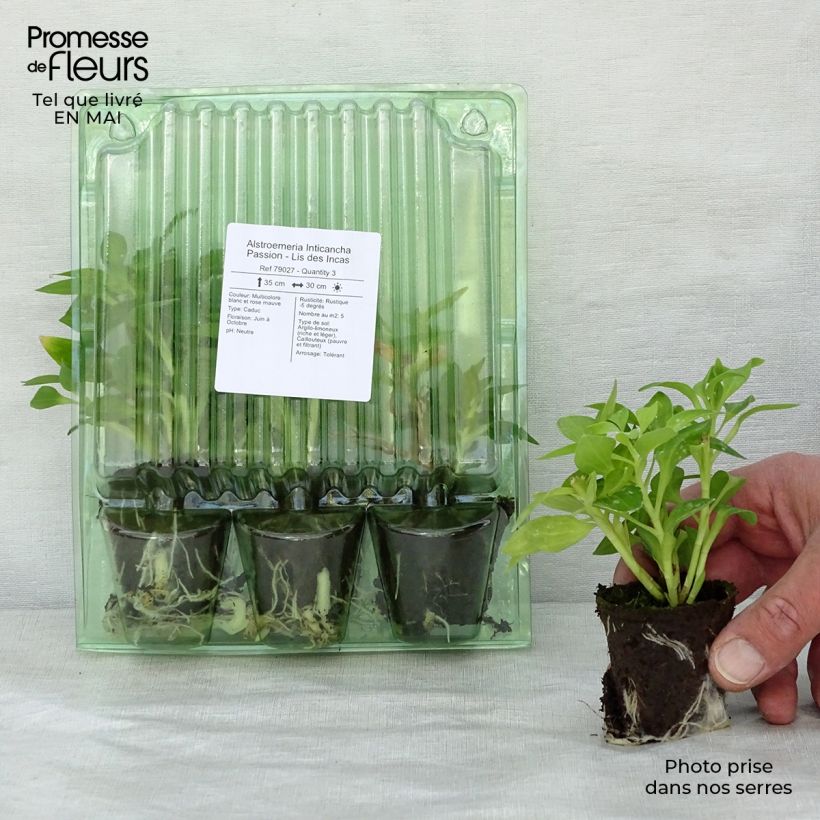 Example of Inkalilja Inticancha Passion Motte 4 cm x 4,5 cm as you get in printemps