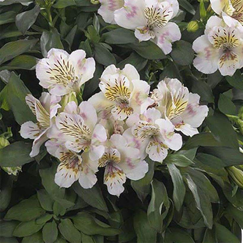 Inkalilja Summer Paradise Time Valley (Flowering)
