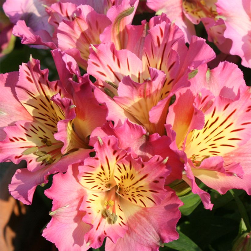 Inkalilja Inticancha Sunday (Flowering)