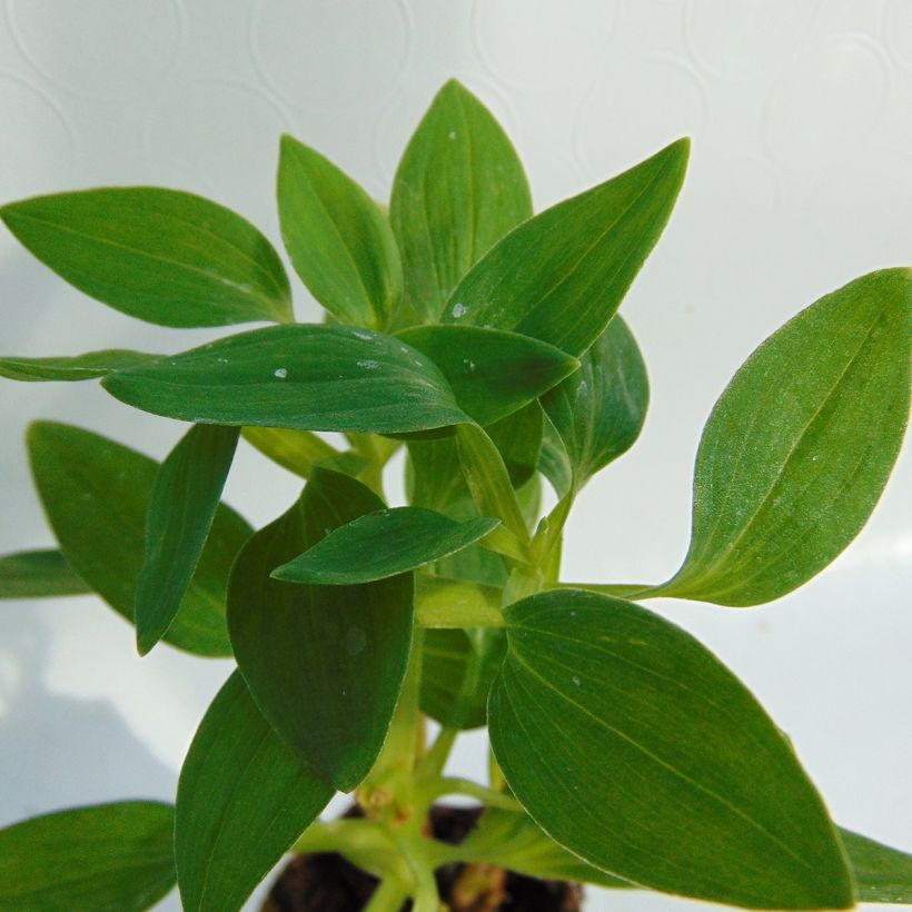 Inkalilja Inticancha White Pink Blush (Foliage)