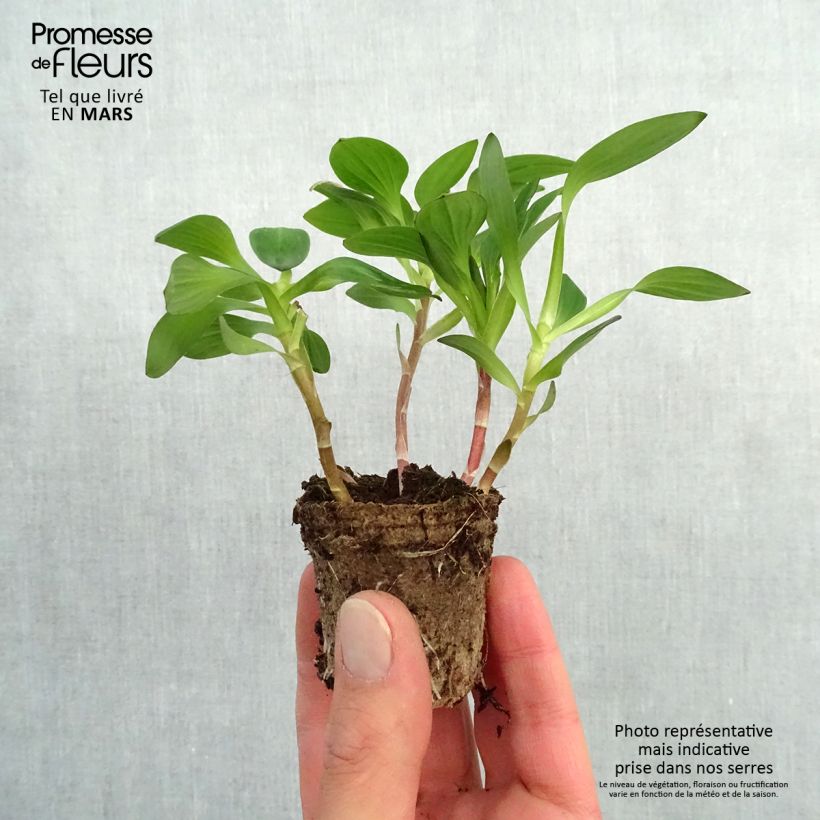 Example of Inkalilja Inticancha White Pink Blush Motte 4 cm x 4,5 cm as you get in printemps