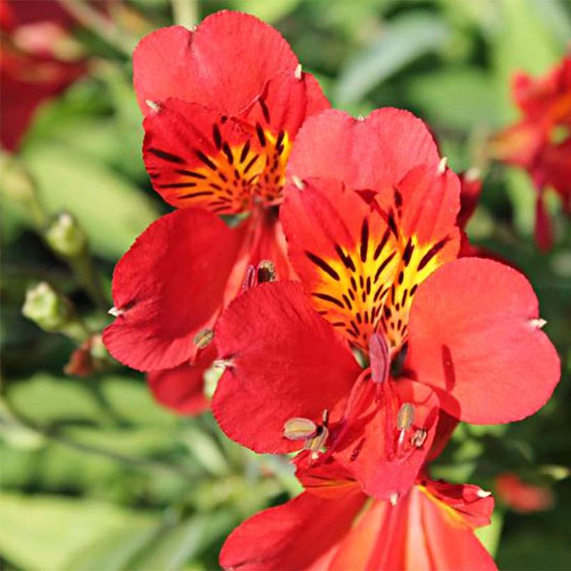 Inkalilja Mars (Flowering)