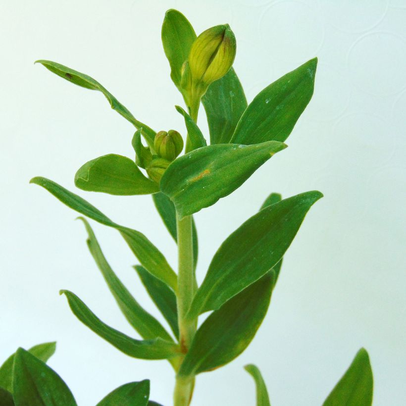 Inkalilja Mars (Foliage)