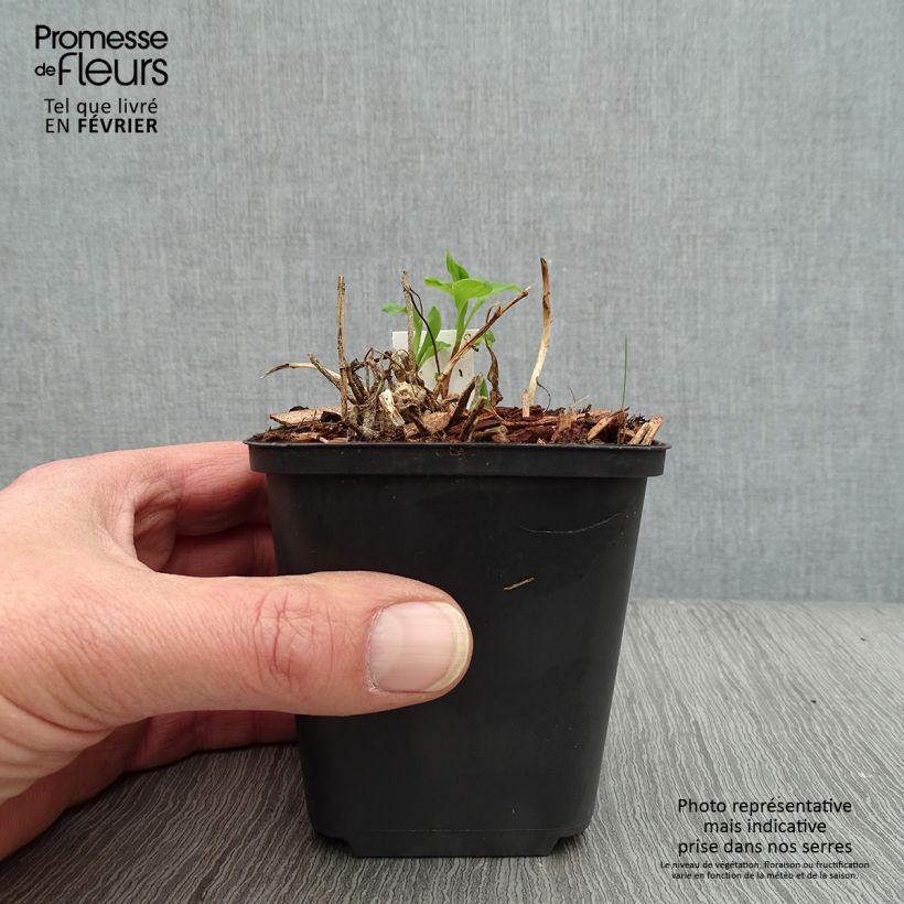 Example of Inkalilja Mars Godet de 8/9 cm as you get in hiver