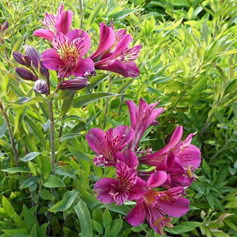 Inkalilja Mauve Majesty (Flowering)