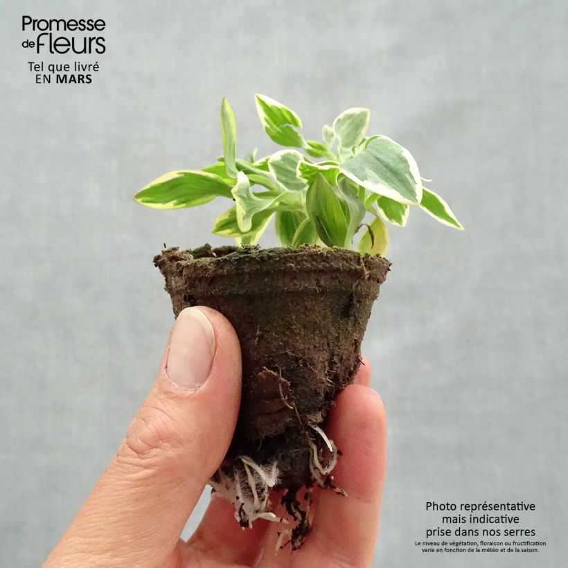 Example of Inkalilja Summer Paradise River Valley Motte 4 cm x 4,5 cm as you get in printemps
