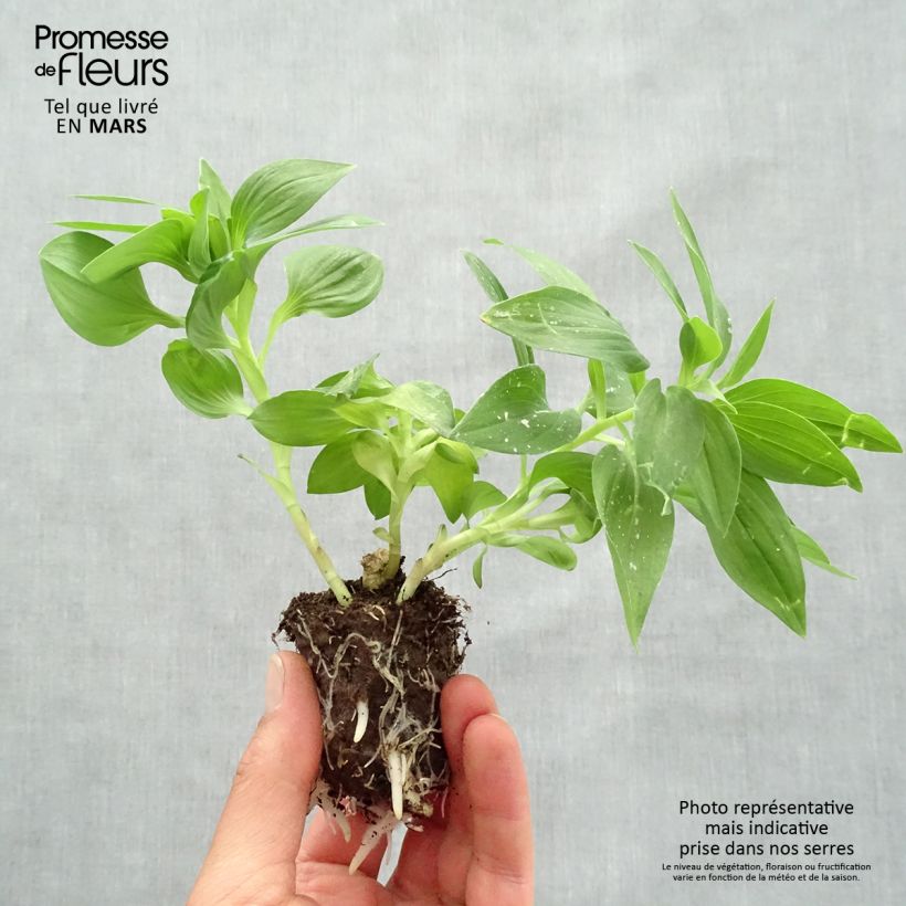 Example of Inkalilja Summer Paradise Time Valley Motte 4 cm x 4,5 cm as you get in printemps