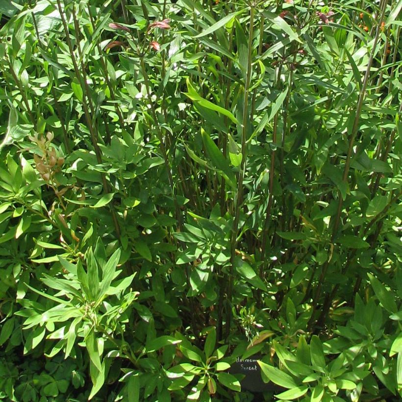 Inkalilja Sweet Laura (Foliage)
