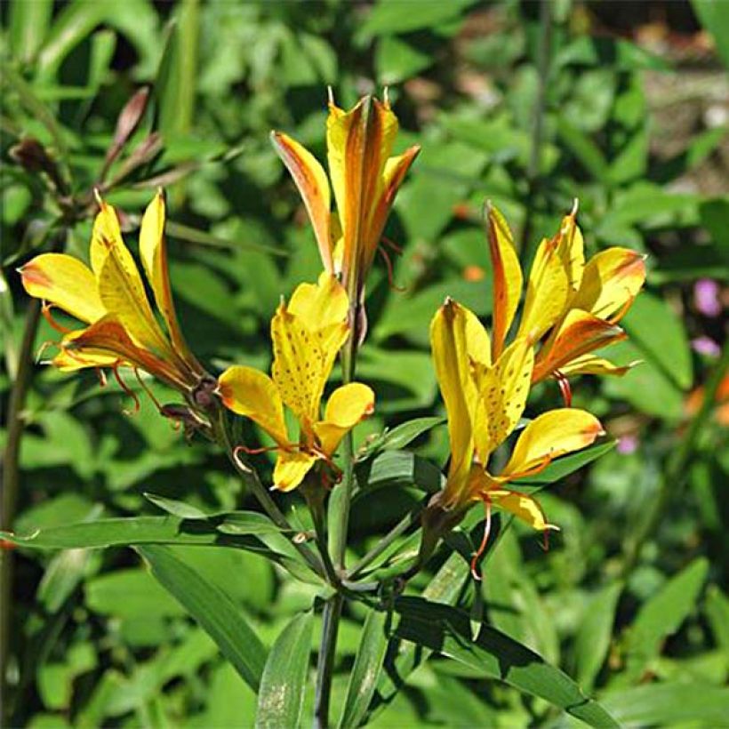 Inkalilja Sweet Laura (Flowering)
