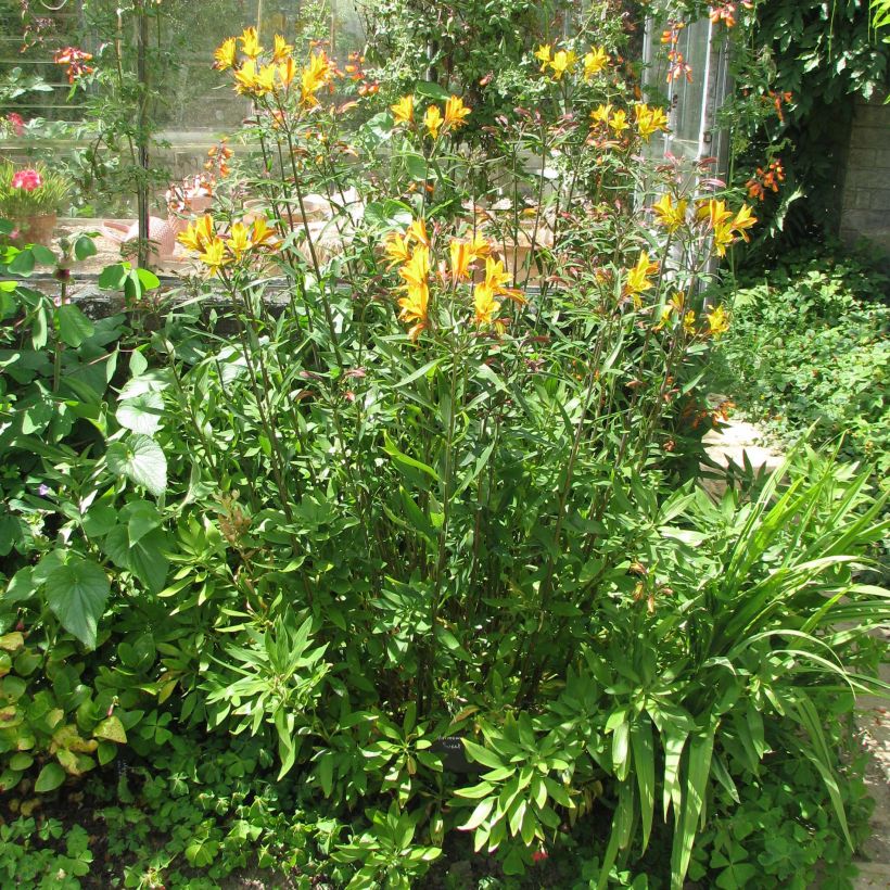 Inkalilja Sweet Laura (Plant habit)