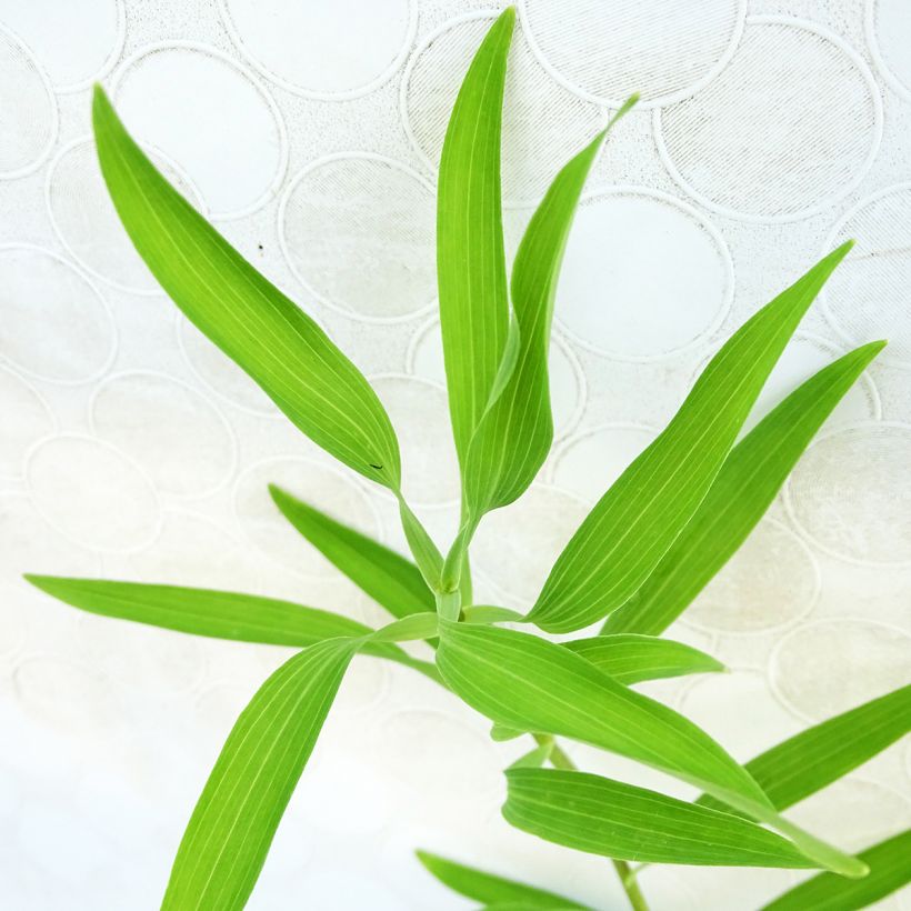 Inkalilja Orange King (Foliage)