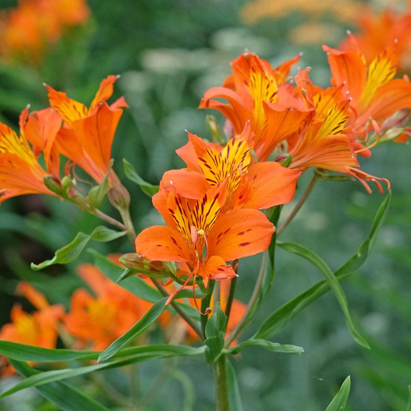Inkalilja Orange King (Flowering)