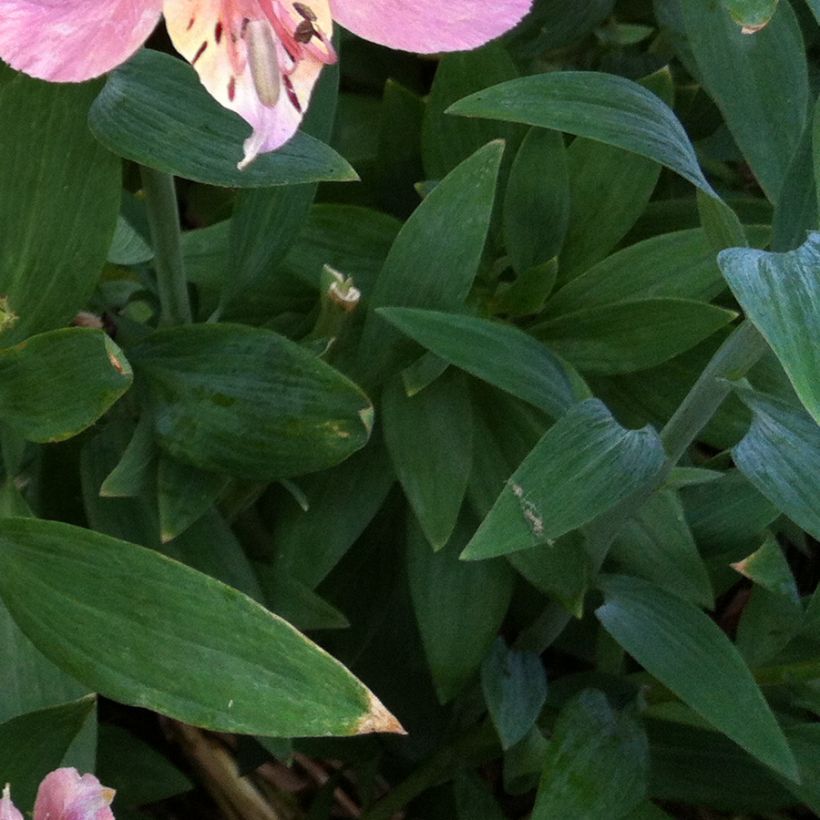 Inkalilja Ligtu Hybrid (Foliage)