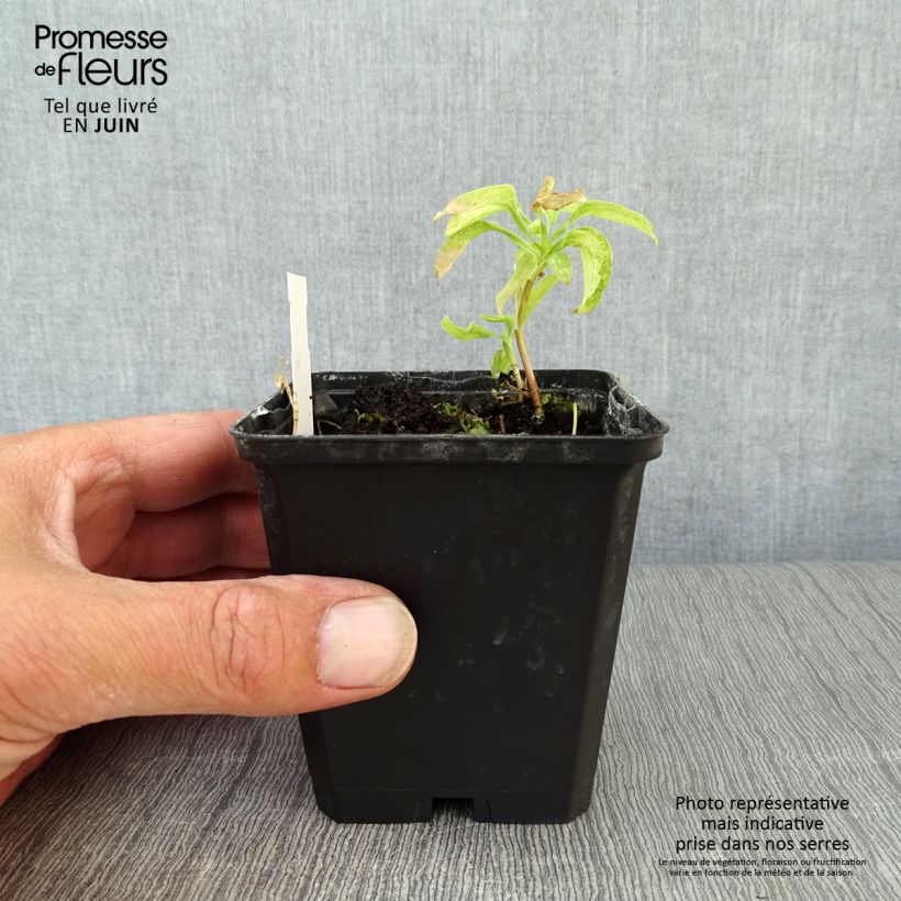 Esimerkki kesällä toimitetusta Inkalilja - Alstroemeria psittacina Godet de 8/9 cm-taimesta