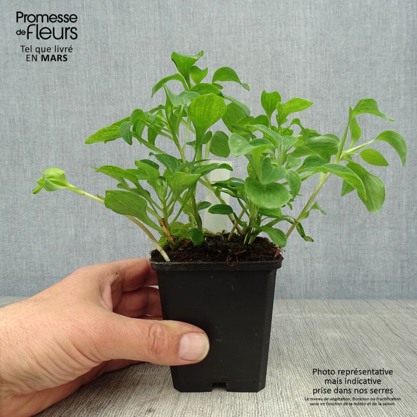 Example of Inkalilja - Alstroemeria psittacina Godet de 8/9 cm as you get in printemps