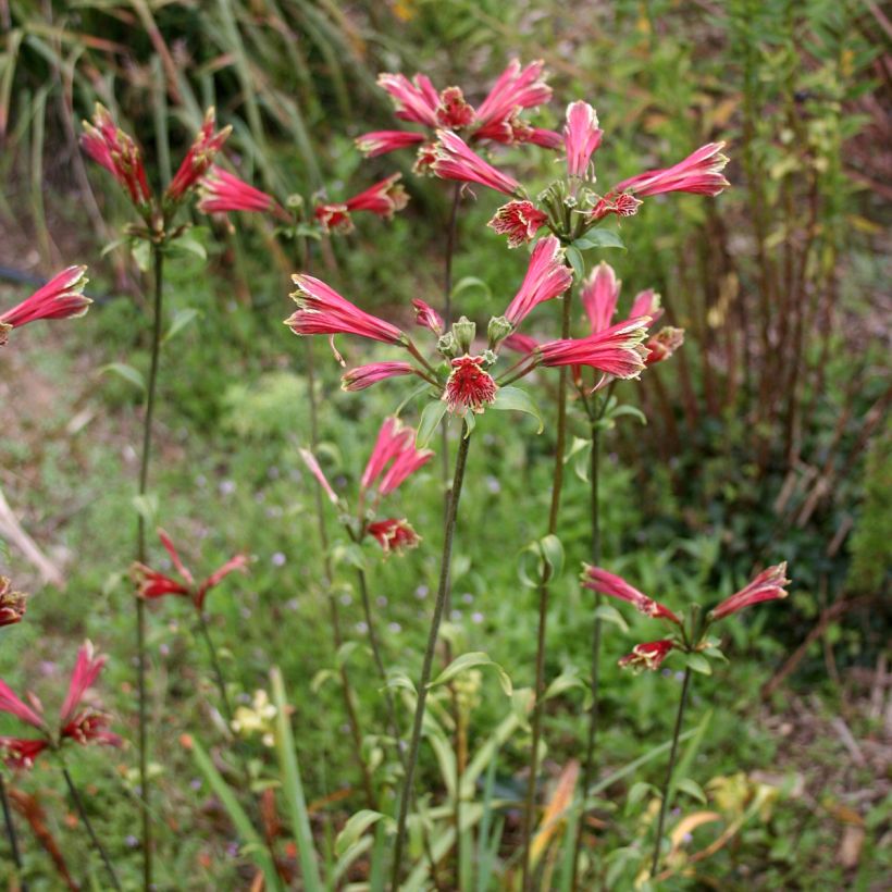 Inkalilja - Alstroemeria psittacina (Plant habit)