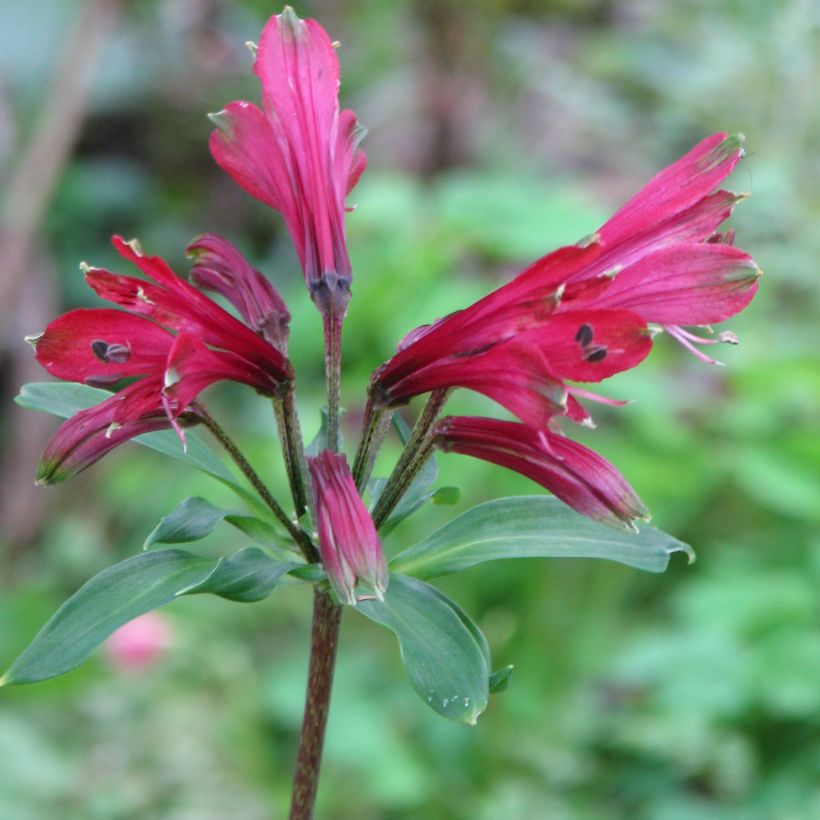 Inkalilja Variegata (Flowering)