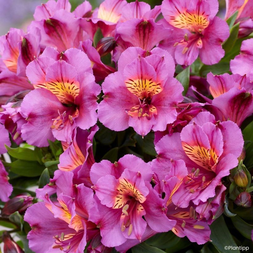 Inkalilja Incalys Purple (Kukinta)