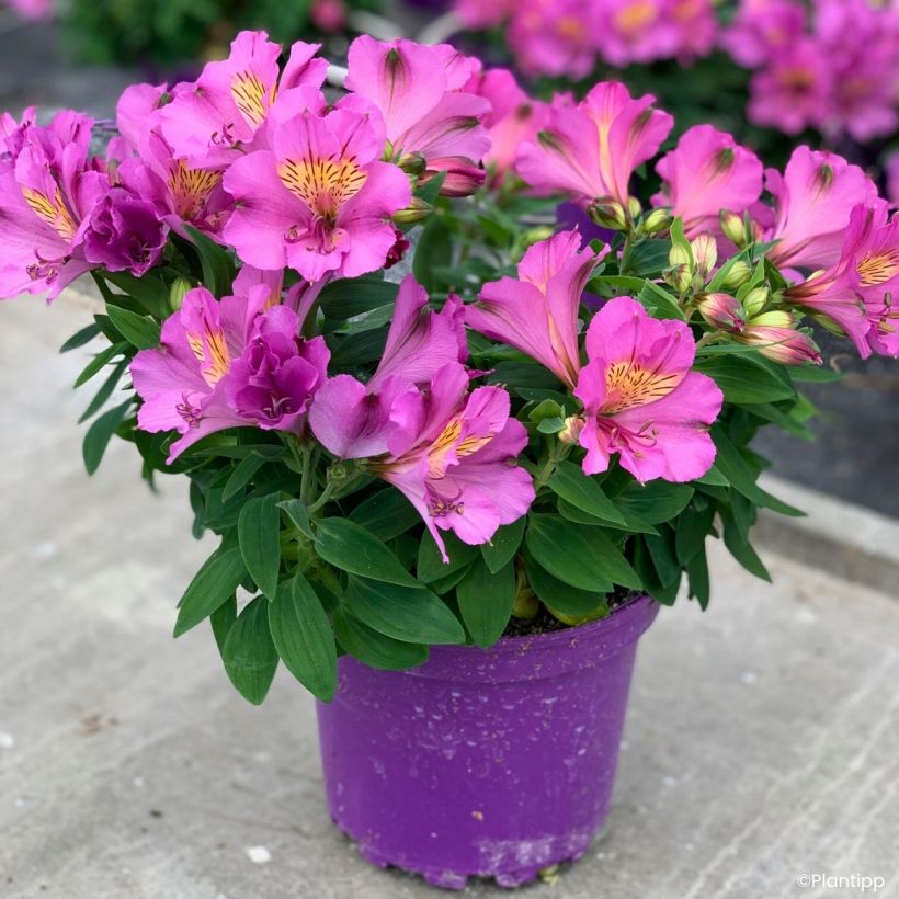 Inkalilja Incalys Purple (Kasvutapa)