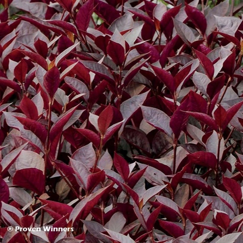 Alternanthera Purple Knight (Lehvistö)