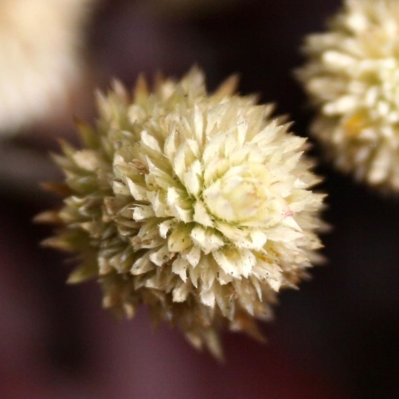 Alternanthera Purple Knight (Kukinta)