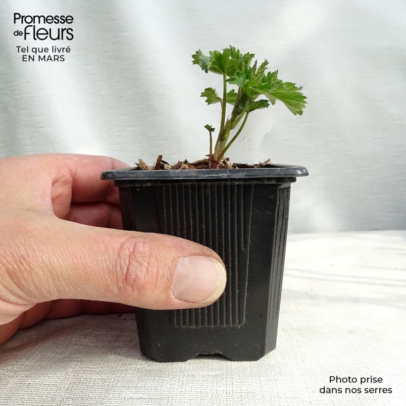 Esimerkki keväällä toimitetusta Rohtosalkoruusu - Althaea cannabina Godet de 8/9 cm-taimesta