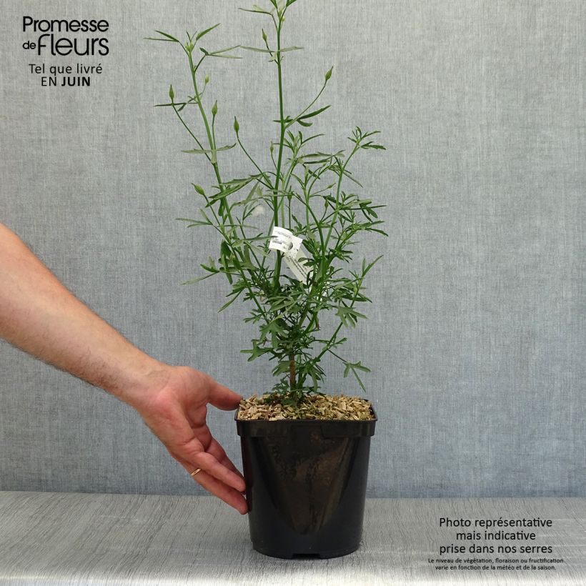 Esimerkki kesällä toimitetusta Alyogyne huegelii Delightfully Pot de 4L/5L-taimesta