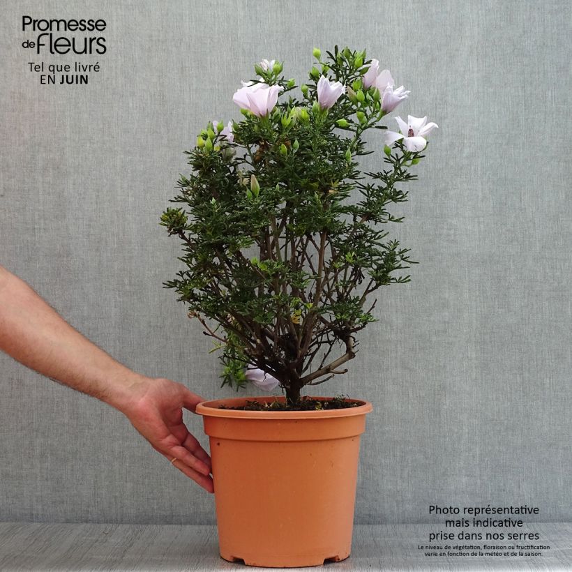 Esimerkki kesällä toimitetusta Alyogyne cuneiformis Pot de 3L/4L-taimesta