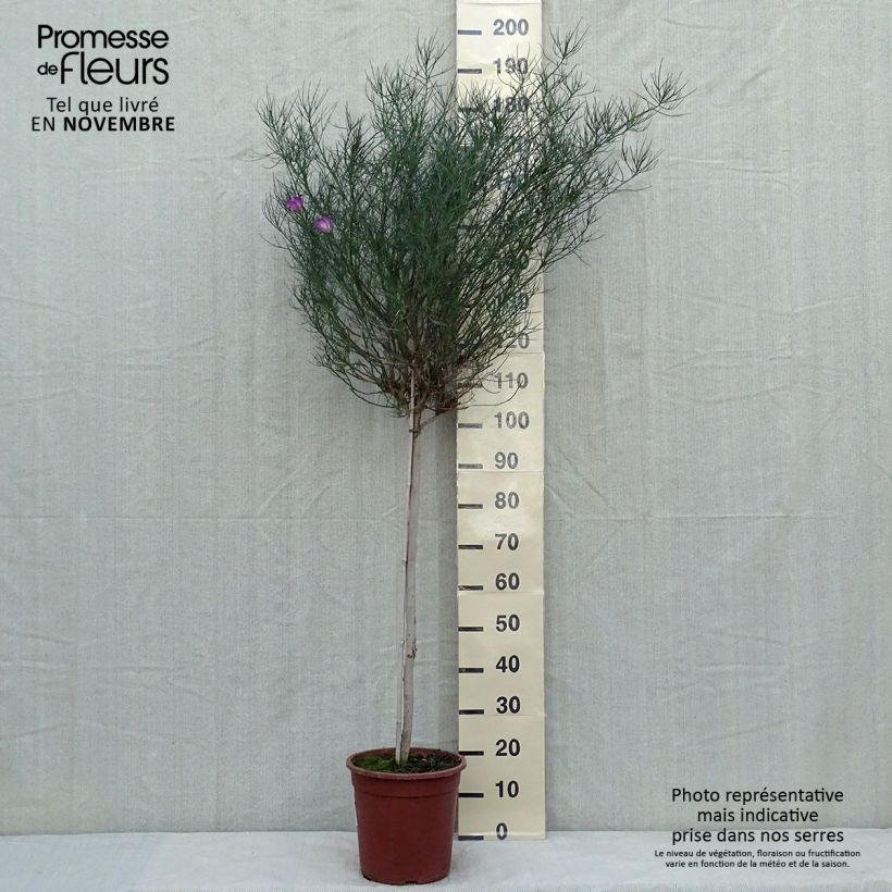 Esimerkki syksyllä toimitetusta Alyogyne hakeifolia Melissa Anne Pot de 7,5L/10L-taimesta