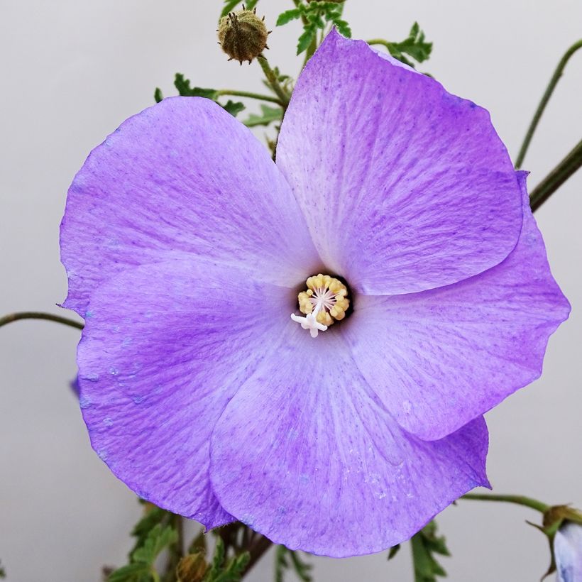 Alyogyne huegelii (Kukinta)