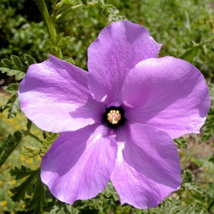 Alyogyne huegelii Santa Cruz (Kukinta)