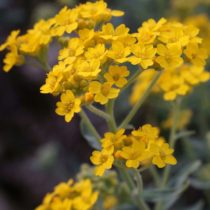 Kilpiruoho - Alyssum argenteum (Kukinta)