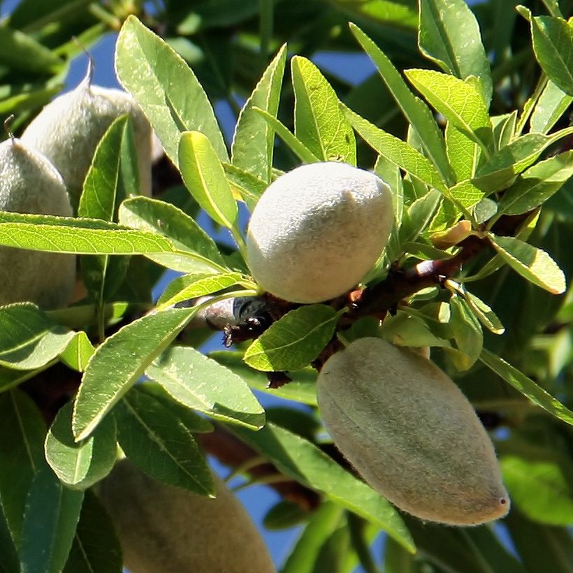 Tarhamanteli Aï luomu (Sadonkorjuu)